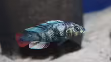 Paralabidochromis chromogynos