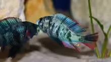Paralabidochromis chromogynos