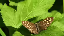 Pararge aegeria