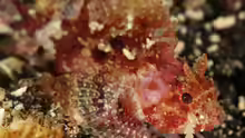 Parascorpaena mossambica