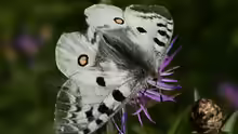 Parnassius apollo
