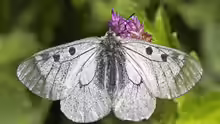 Parnassius mnemosyne
