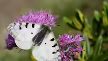 Parnassius phoebus