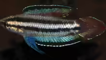 Parosphromenus kishii