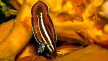 Parosphromenus phoenicurus