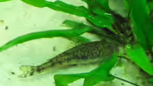 Parotocinclus jumbo, Pitbull-Pleco