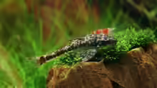 Parotocinclus maculicauda 