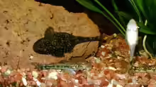 Parotocinclus,Otocinclus und LDA 25