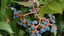 Parthenocissus quinquefolia