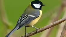 Parus major