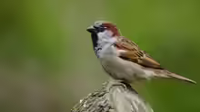 Passer domesticus