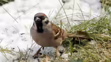 Passer montanus