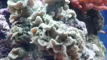 Pavona cactus