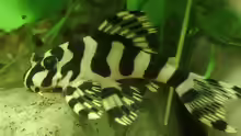 Peckoltia compta