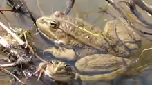 Pelophylax ridibundus