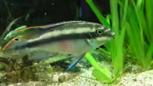 pelvicachromis pulcher - Männchen
