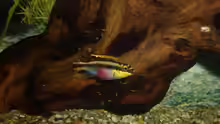 Pelvicachromis pulcher