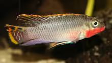 Pelvicachromis taeniatus