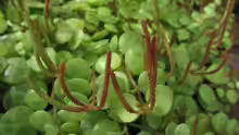 Peperomia prostrata