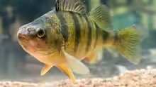 Perca flavescens
