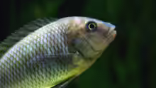 Petrochromis famula