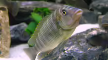 Petrochromis famula