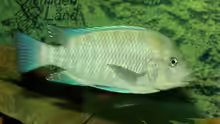 Petrochromis