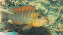Petrochromis sp. red rainbow