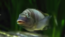 Petrochromis