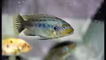 Petrotilapia sp. yellow chin