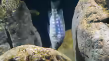 Petrotilapia