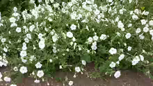 Petunia axillaris