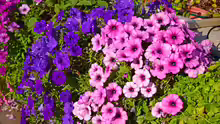 Petunia integrifolia