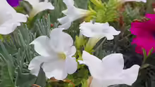 Petunia x atkinsiana