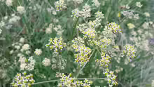 Peucedanum carvifolia
