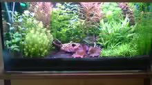 Pflanzen-Aquarium