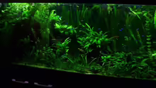 Pflanzen im Aquarium 160cm