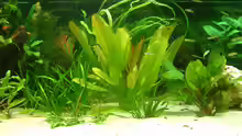 Pflanzen im Aquarium 2. Becken