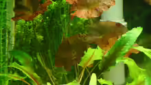 Pflanzen im Aquarium 2. Becken