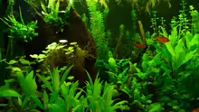 Pflanzen im Aquarium 240er
