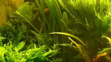 Pflanzen im Aquarium 54 Liter