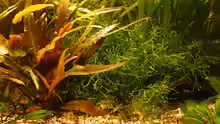Pflanzen im Aquarium 54 Liter
