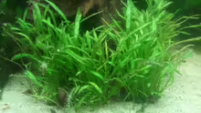 Pflanzen im Aquarium 650L Holzaquarium