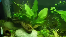 Pflanzen im Aquarium 96 Liters