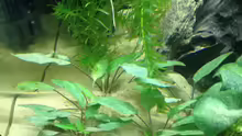 Pflanzen im Aquarium A small one for the little one (aufgelöst)