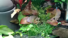 Pflanzen im Aquarium amazonas südamerika live