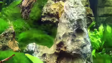 Pflanzen im Aquarium Auf dem blauen Berge leben wir;)