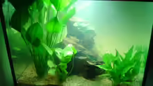 Pflanzen im Aquarium Becken 1