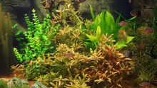Pflanzen im Aquarium Becken 1