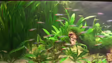 Pflanzen im Aquarium Becken 1019